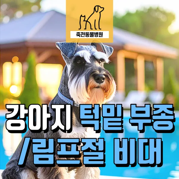 강아지 턱 밑 부종, 림프절 비대 원인과 치료법 2026년 총정리