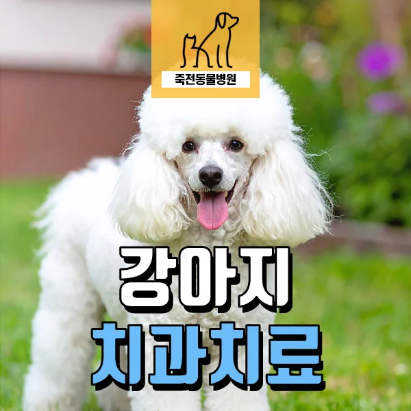 강아지 잇몸 출혈 원인과 치과 치료 2026년 최신 정보