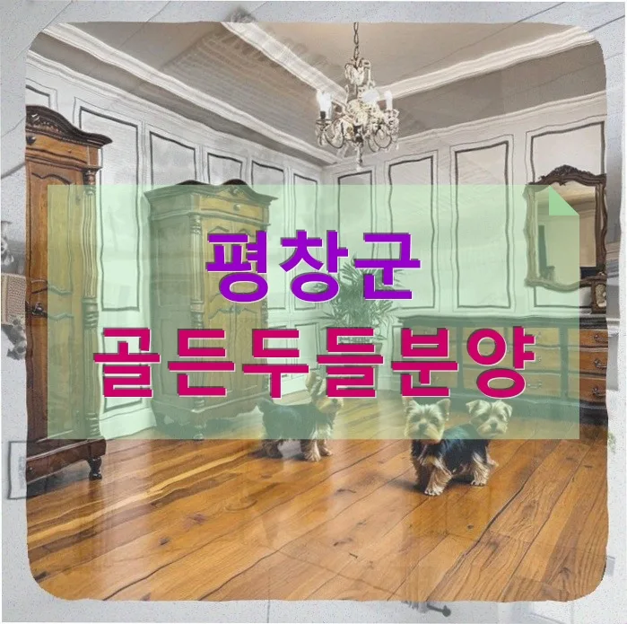 골든두들 250만원 분양 후 일주일 만에… 진실은? 2026