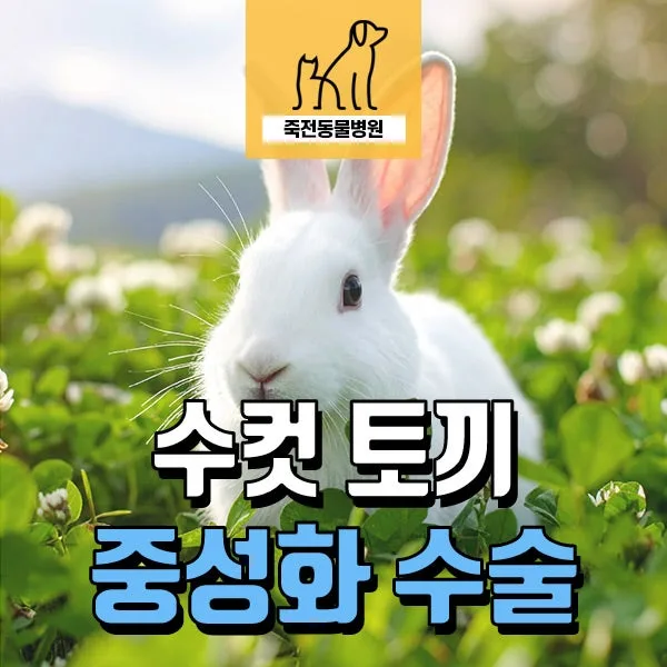 2026년 수컷 토끼 중성화, 무봉합 방식으로 넥카라 없이 회복하는 법