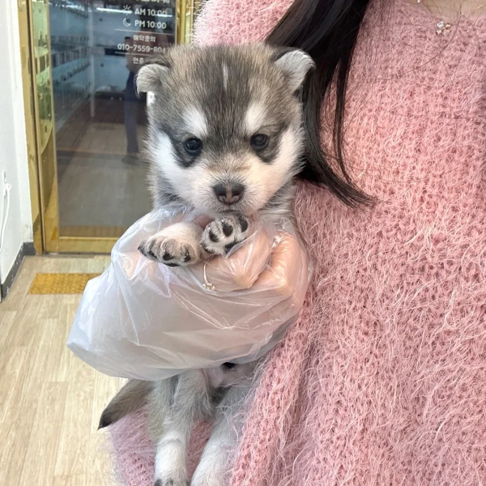 Fuzzy Pomeranian Husky Mix: Smart Adoption Guide 2026 2