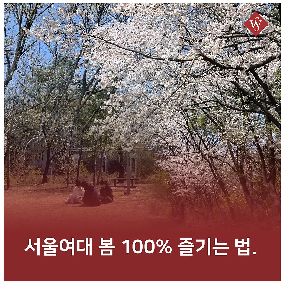 서울여대 벚꽃 명소 & 둘레길 완벽 즐기기 2026