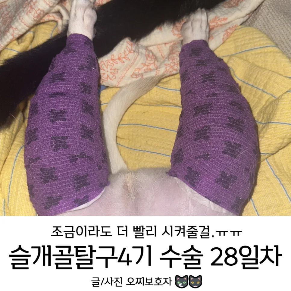 강아지 슬개골탈구 4기 수술 후기: 28일차 회복 과정 2026