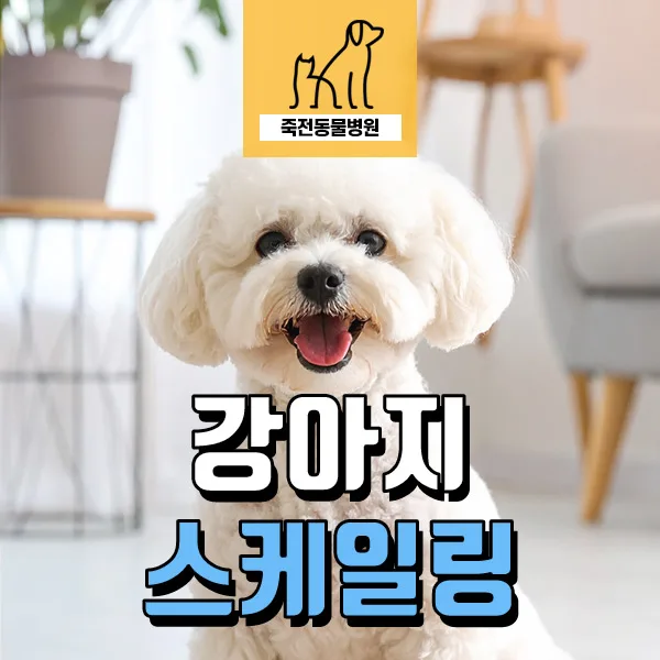 강아지 스케일링, 왜 필요할까? 2026년 치아 건강 총정리