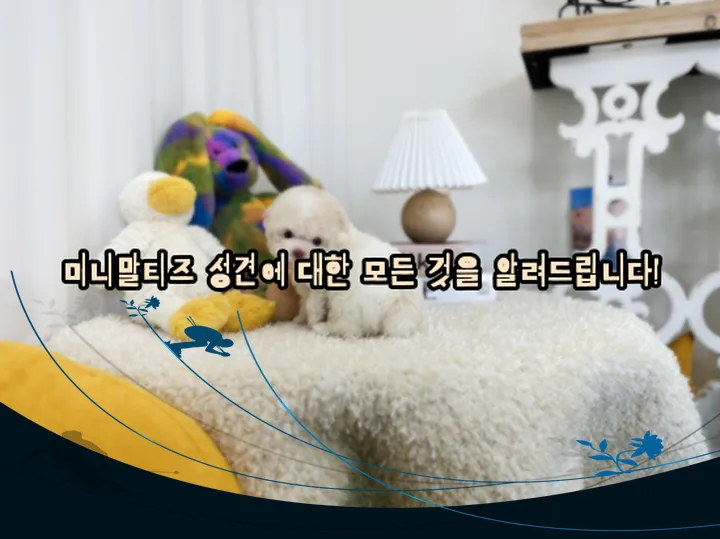 의성 강아지분양, 행복펫 경험자가 전하는 건강한 선택 2026