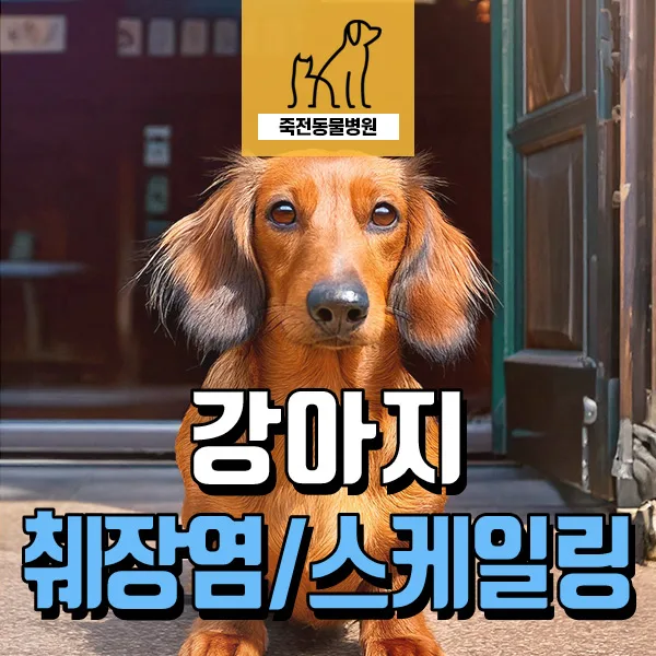 반려견 췌장염 진단 후 스케일링 성공 사례 2026