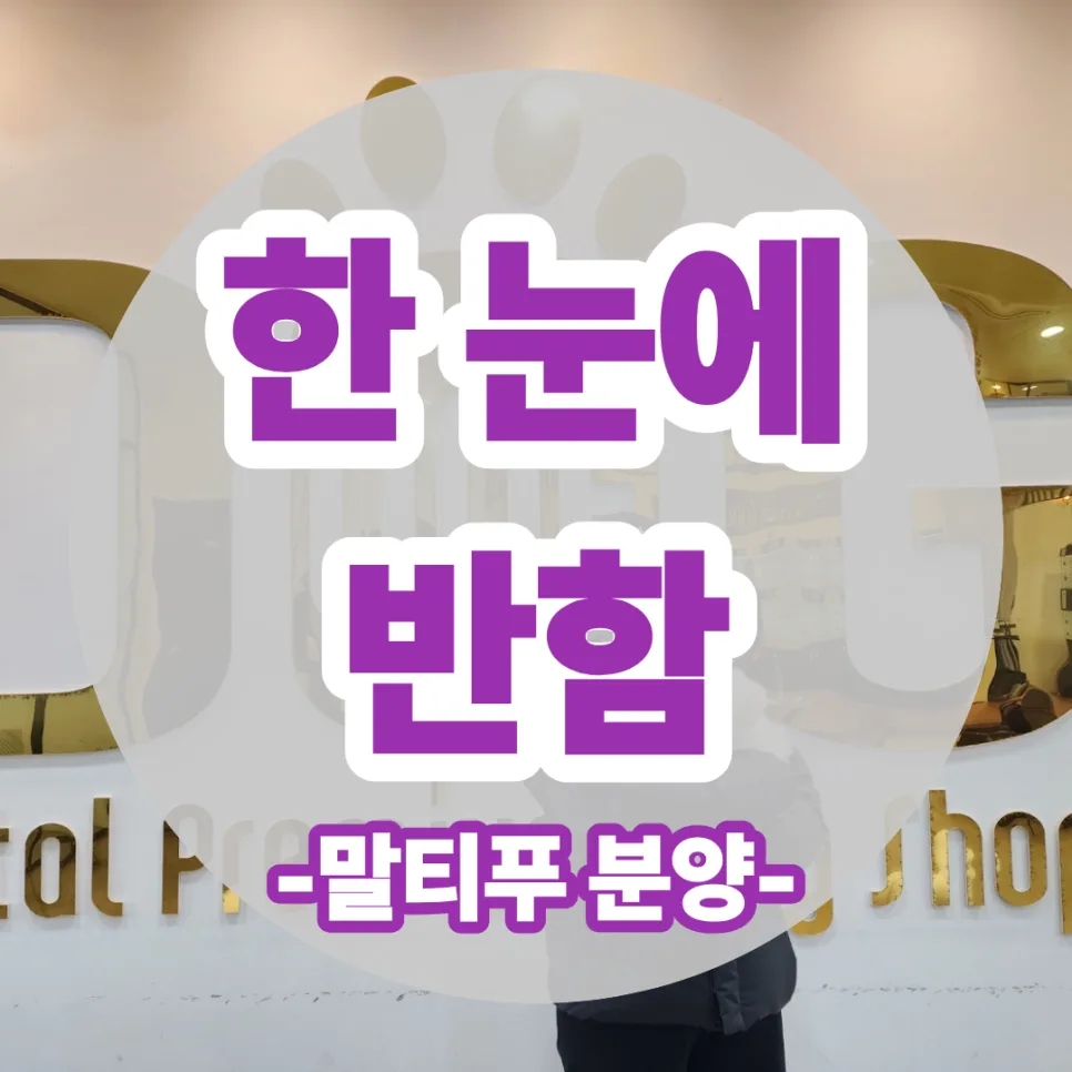 고3 말티푸 입양 결정 2026: 애견 사업 꿈나무의 선택