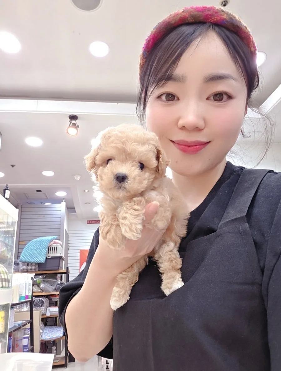 부산 말티푸 분양 2026: 버찌 공주님, 책임감 있는 가족 찾아요