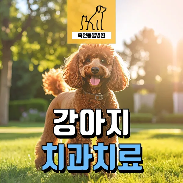10살 푸들 치과 치료 완벽 가이드 2026: 발치까지 경험자 정리