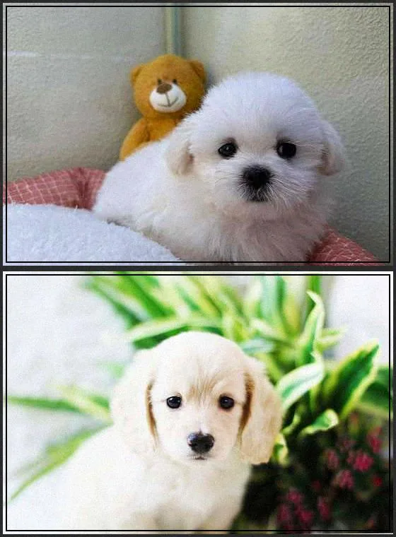 청주 강아지 분양 2026: 건강한 반려 시작을 위한 필수 체크리스트 2