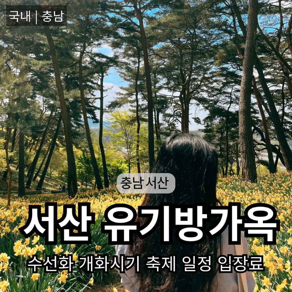 서산 유기방가옥 수선화 개화 시기 2026년 최신 정보
