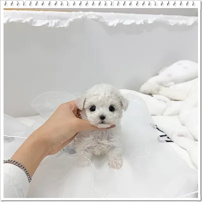 마천 토이푸들 분양 2026: 퍼피플라워 하남점 방문 후기 및 체크리스트 2