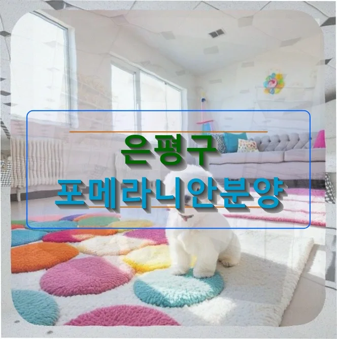 은평구 포메라니안 분양, 털 관리 고민 끝내는 법 2026
