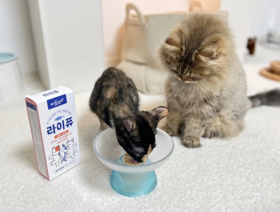 고양이 유산균, 기호성 좋은 라이퓨 츄르형 영양제 2026년 추천