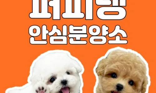 예산 강아지 무료 분양 2026: 건강 확인 우선순위 5가지 — 반려동물 — sytn3979